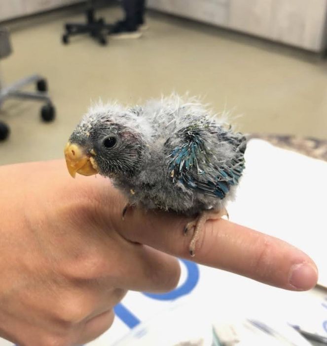 baby bird patient