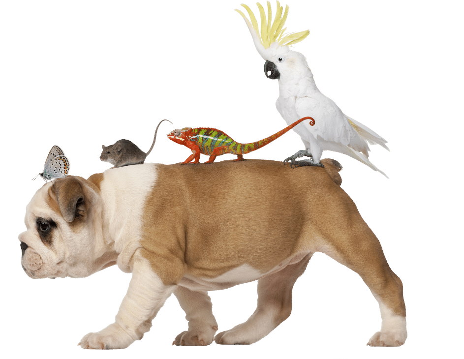 English Bulldog puppy, 2 months old, carrying toucan, chameleon, rat and butterfly
