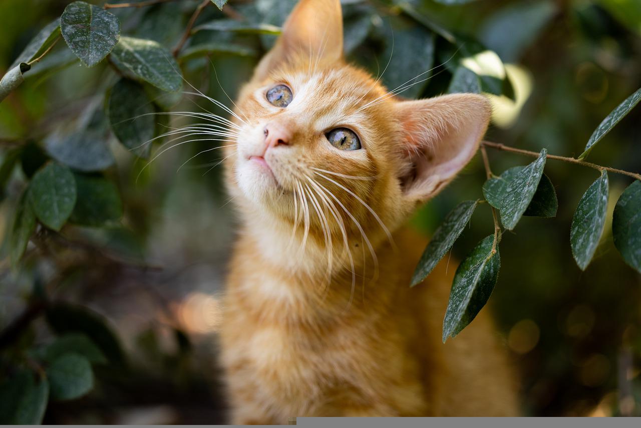 cat inseamna 15 saptamani de sarcina in luni