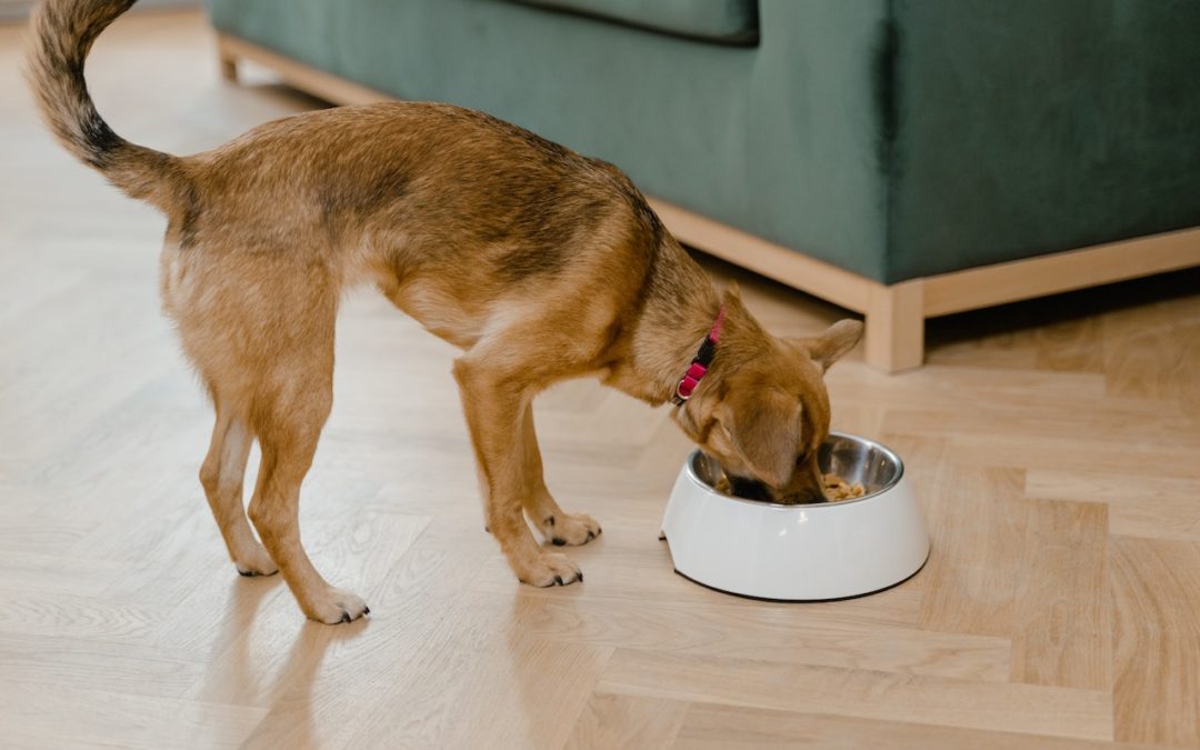 Brown dog with floppy ears eating out of dog bowl
