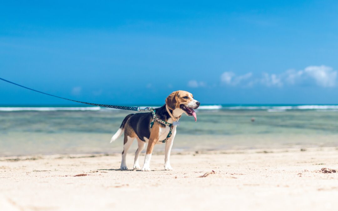 5 Tips for Keeping Your Puppy Safe and Cool During Summer