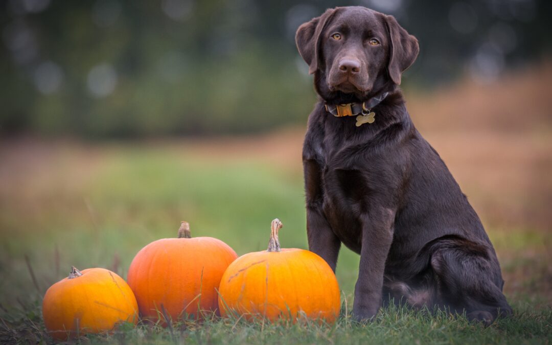 The Nutritional Advantages of Pumpkin for Your Pets